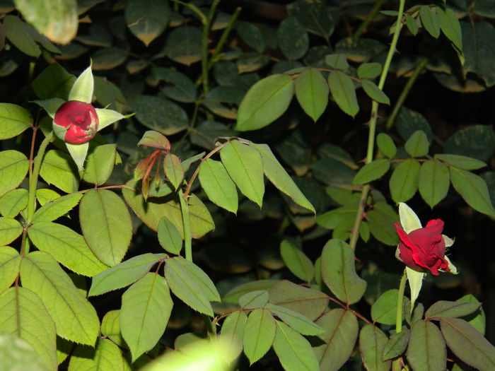 DSCN8498