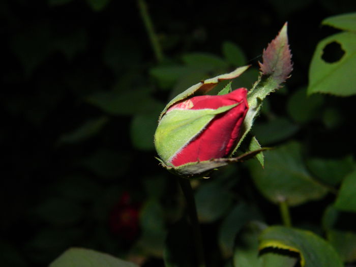 DSCN8500