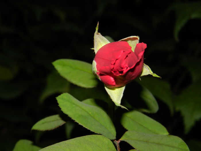 DSCN8501
