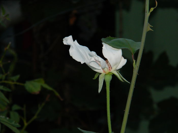 DSCN8505