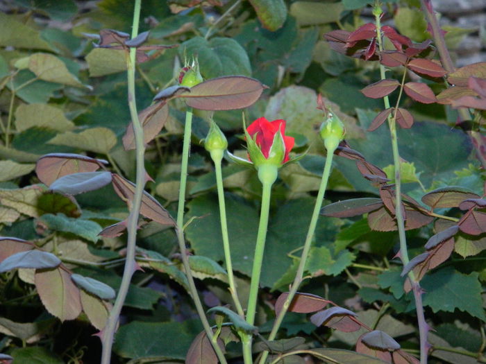 DSCN8506