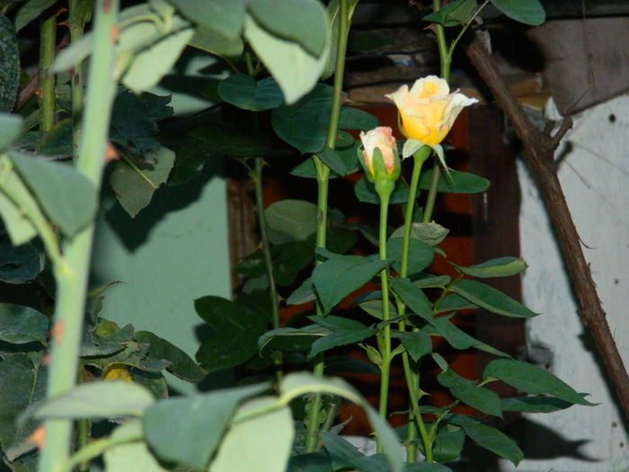DSCN8507