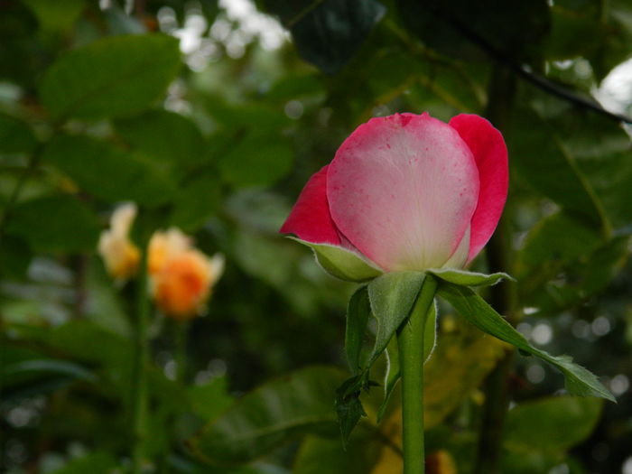 DSCN8565