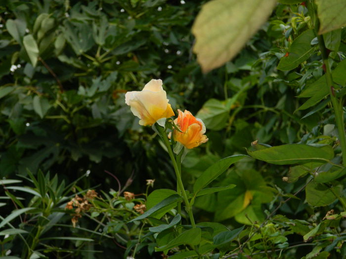 DSCN8566