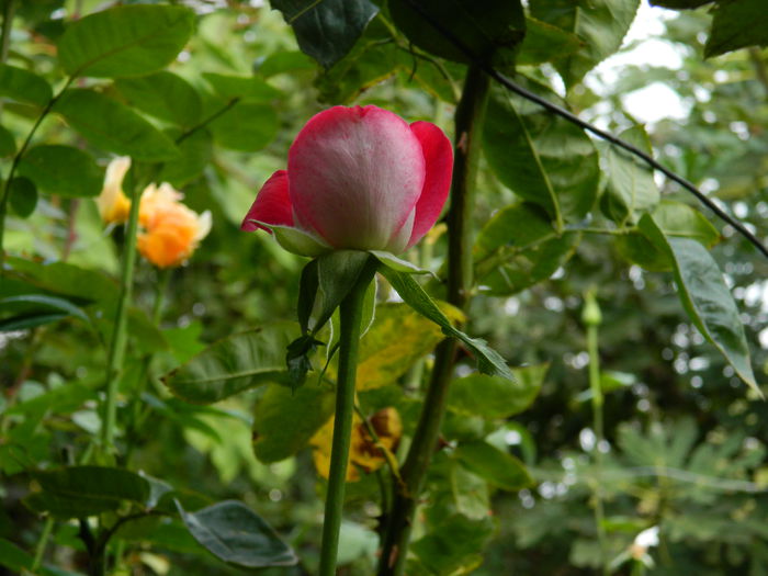 DSCN8602