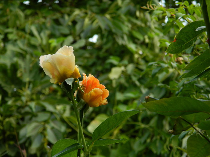 DSCN8603