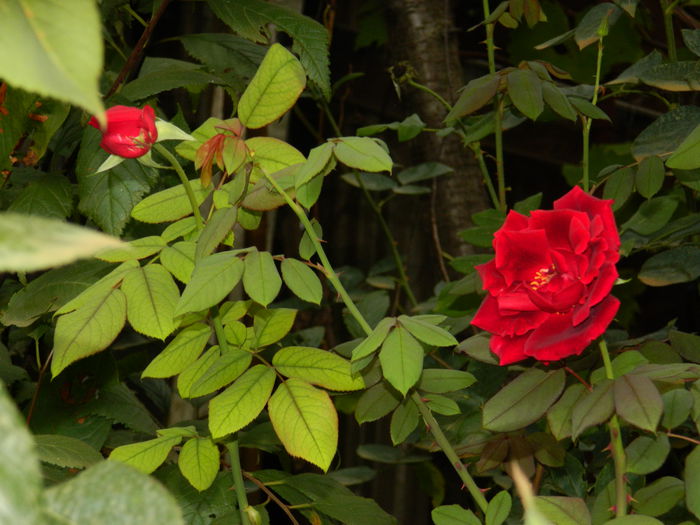 DSCN8642