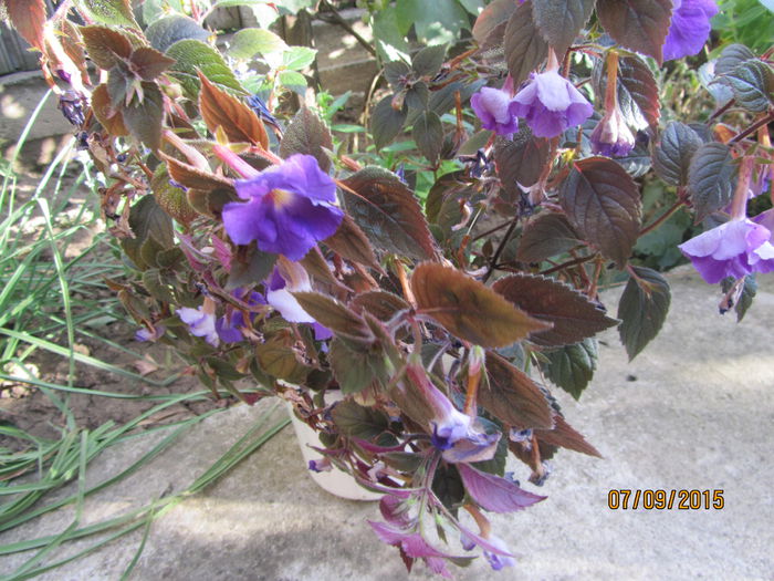 Achimenes