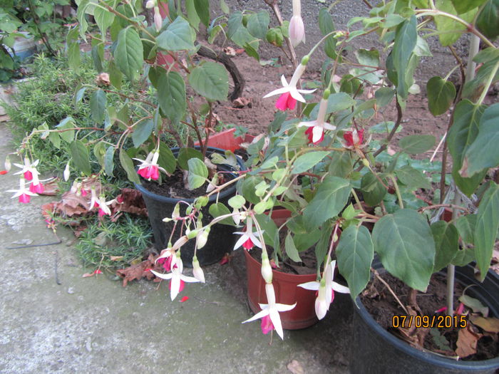 Fuchsia - Si citeva ghivece