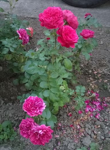 WP_20150919_080mod