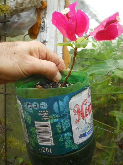 DSCN0472 - Flori apartament