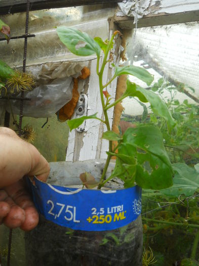 DSCN0473 - Flori apartament