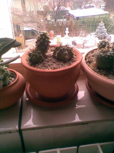 Grup de cactusi