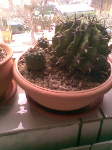 Grup de cactusi