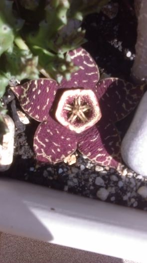 Stapelia variegata