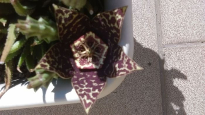 Stapelia variegata