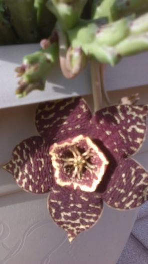 Stapelia variegata
