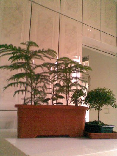 Araucaria heterophylla