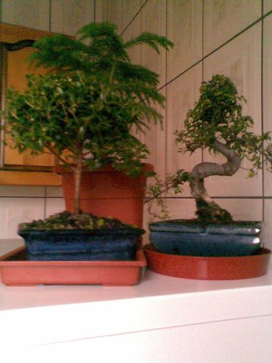 Bonsai