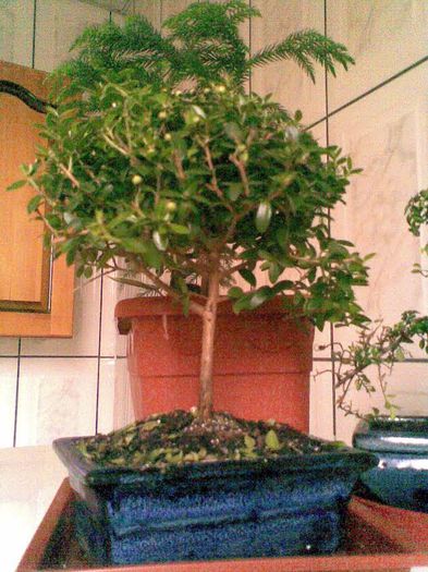 Bonsai