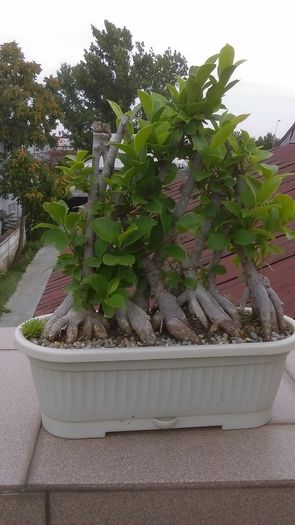 Ficus ginseng impletit