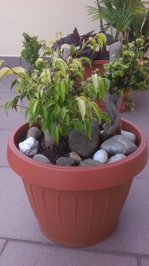 Ficus benjamin verde, variegat & Ficus curly