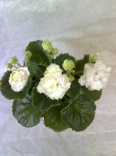 Imagine5148 - VIOLETE_A