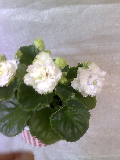 Imagine5145 - VIOLETE_A