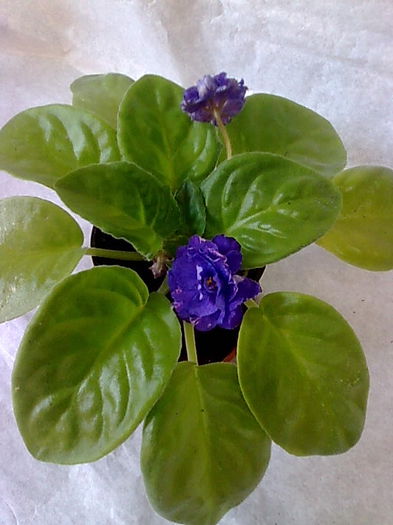 Imagine5144 - VIOLETE_A