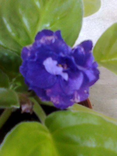 Imagine5143 - VIOLETE_A