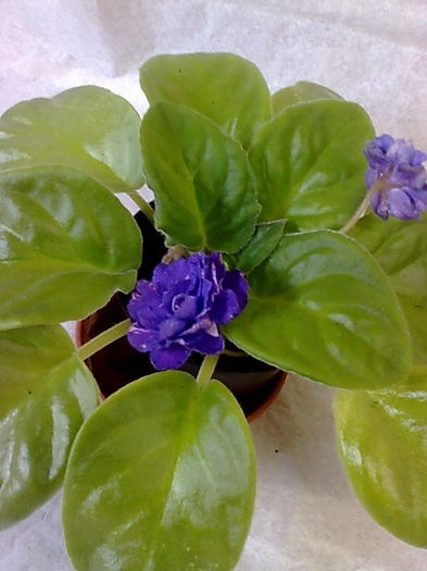 Imagine5142_1 - VIOLETE_A