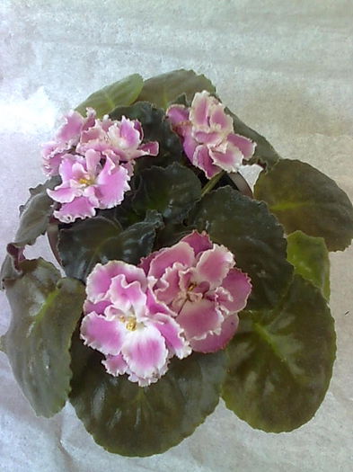 Imagine5141 - VIOLETE_A