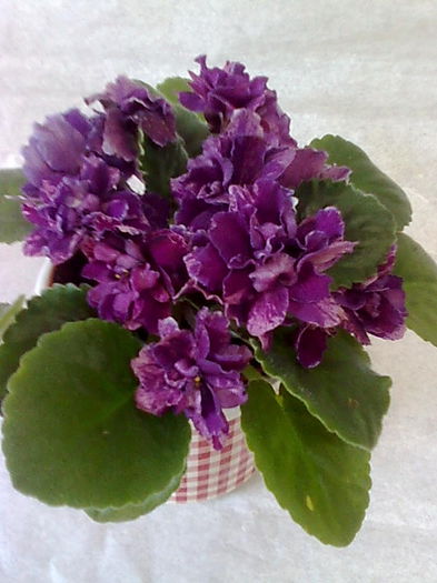 Imagine5136 - VIOLETE_A