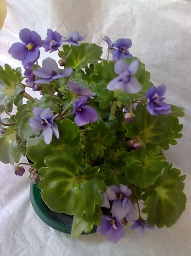 Imagine5134 - VIOLETE_A