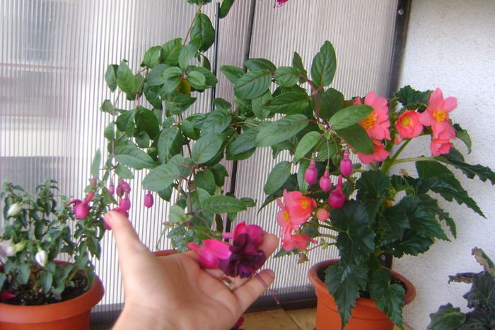 DSC08238 - Primavara in balconul meu