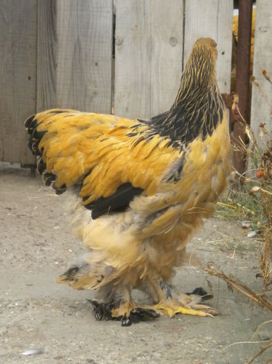 DSCN9140 - TINERET 2015