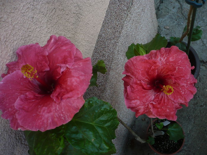 Tahitian Misty Red