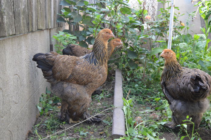 DSC_0048 - Pui Brahma 2015