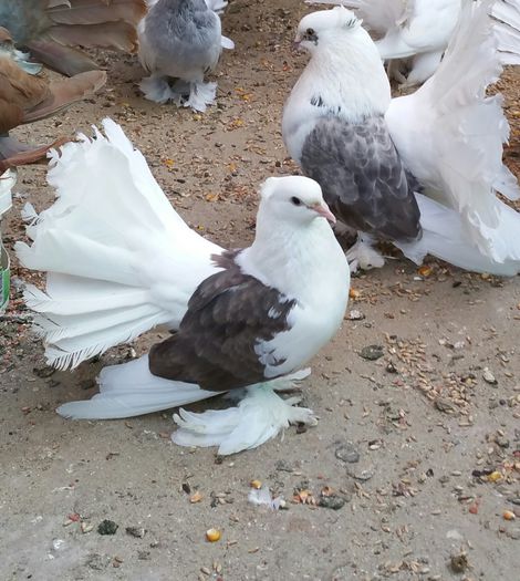 pereche Dany Jud.Bacau