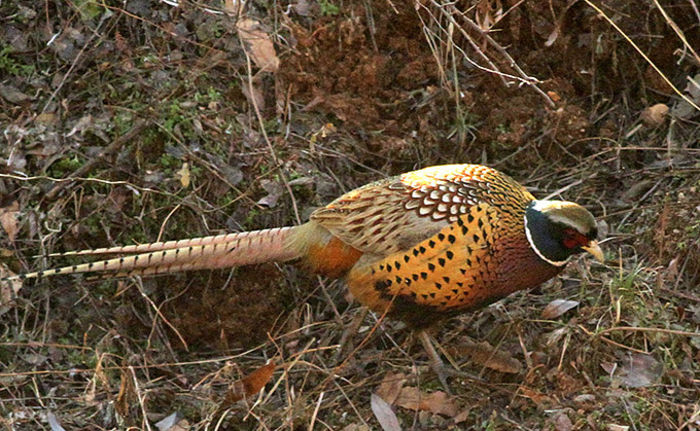Ring-necked-Pheasant_SC