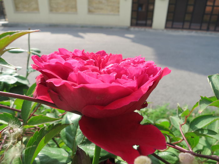 IMG_4596 - Julio Iglesias 2015