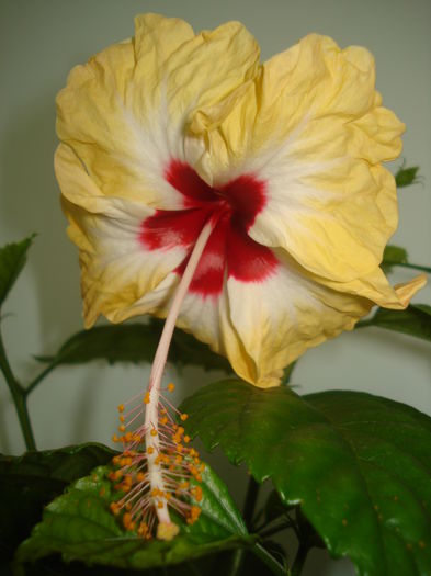 DSC03724 - HIBISCUS 2015