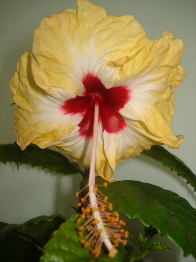 DSC03721 - Hibiscus Sylvia Goodman