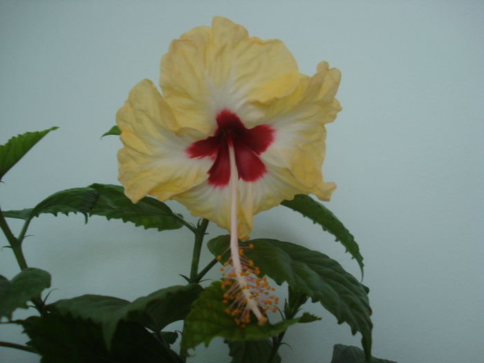 DSC03716 - Hibiscus Sylvia Goodman