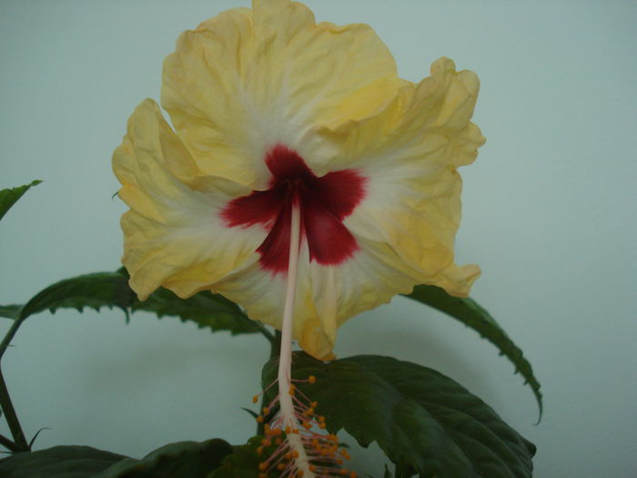 DSC03720 - Hibiscus Sylvia Goodman