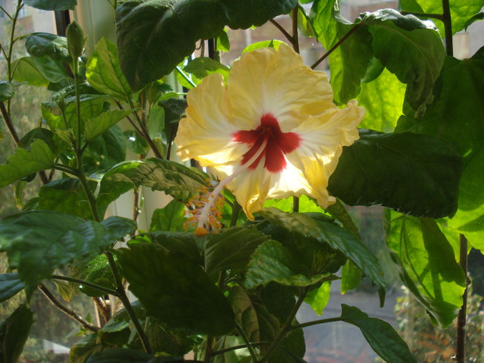 DSC03727 - Hibiscus Sylvia Goodman