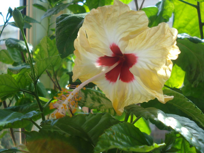 DSC03728 - Hibiscus Sylvia Goodman