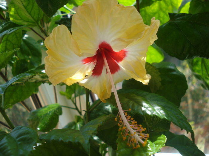 DSC03731 - Hibiscus Sylvia Goodman