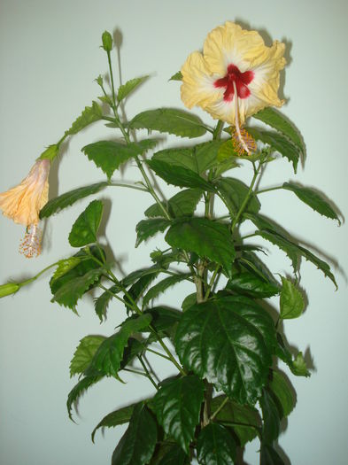 DSC03719 - Hibiscus Sylvia Goodman