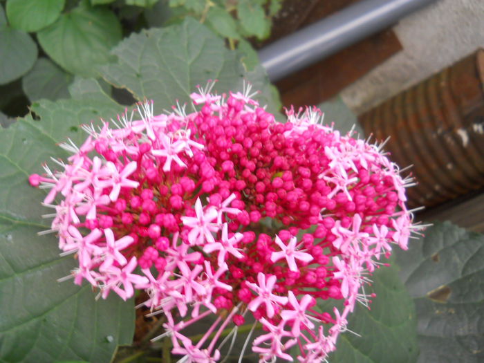 clerodendron bungei